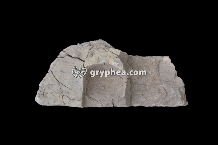 Marne grise - gryphea.org